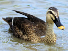 Chinese Spot-Billed Duck (WWT Slimbridge August 2010) - pic by Nigel Key